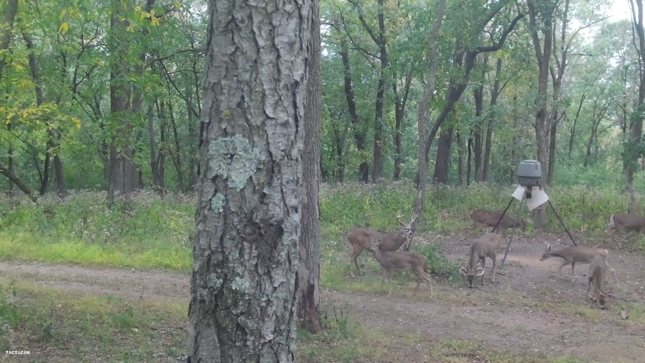 Bowhunting shot at Antler Adventures YouTube