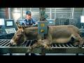 From Raw Hide to Premium Leather 🐴 | Inside the Donkey Leather Factory (Step-by-Step Process)