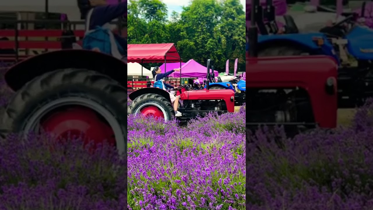 Mayfield Lavender Farm| UK