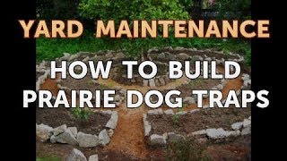 How to Build Prairie Dog Traps