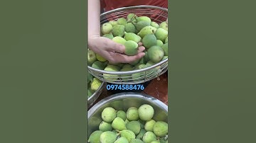 Quả trâu cổ #baithuocdangian #nguyenphuong #thanhmochuong #baithuochay