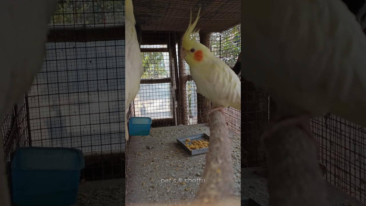 🤔What sticks in the bird🦜cage? 