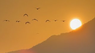 Birds on Sunrise will start your Weekend Better #sunrise #morning #hongkong 