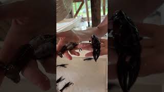 Soft-Shell Crawfish Came Out Of Its Shell!