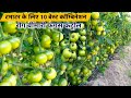 Tamatar ke liye 10 Best Combination | टमाटर की खेती | Tamatar ki kheti🌱टमाटर में रोग की पहचान & इलाज