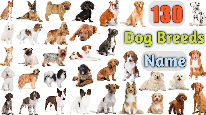 Dog Breeds Vocabulary ll 130 Dogs Breeds Names In English With Pictures ll 100 Popular Dogs - DayDayNews