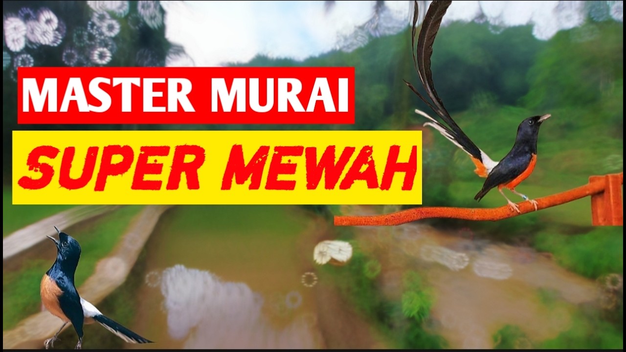 Dijamin ikut gacor !! MASTERAN KHAS MURAI BATU