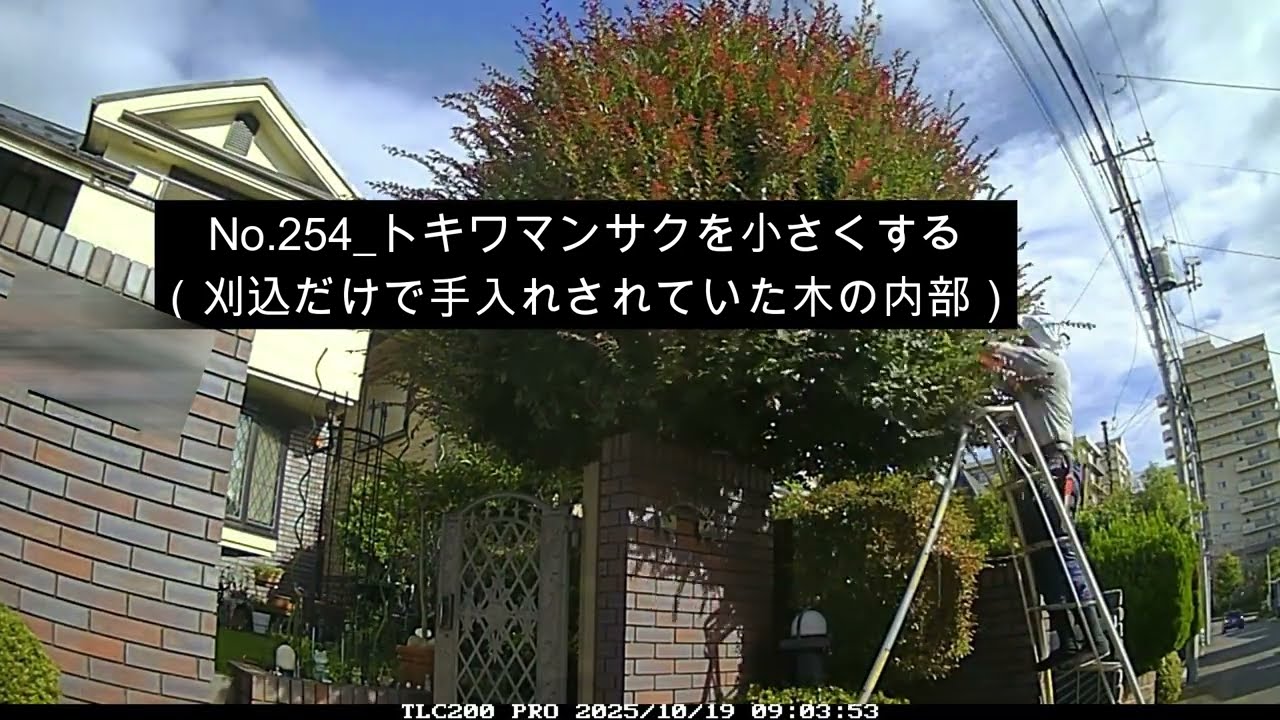 No.254_ トキワマンサク縮小（無解説）