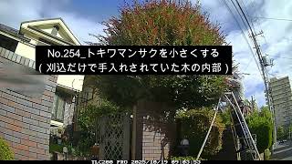No.254_ トキワマンサク縮小（無解説） - YouTube