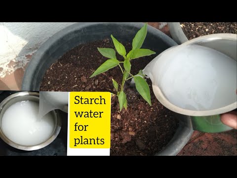 Benefits of starch water for all types of plants..!! The rice water.. does it has NPK?(ENGLISH)