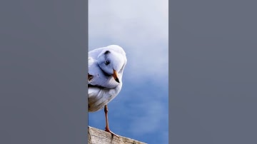 the bird is very beautiful#nature#monkey#shortvideo#shorts#2025#birds#water#video#music