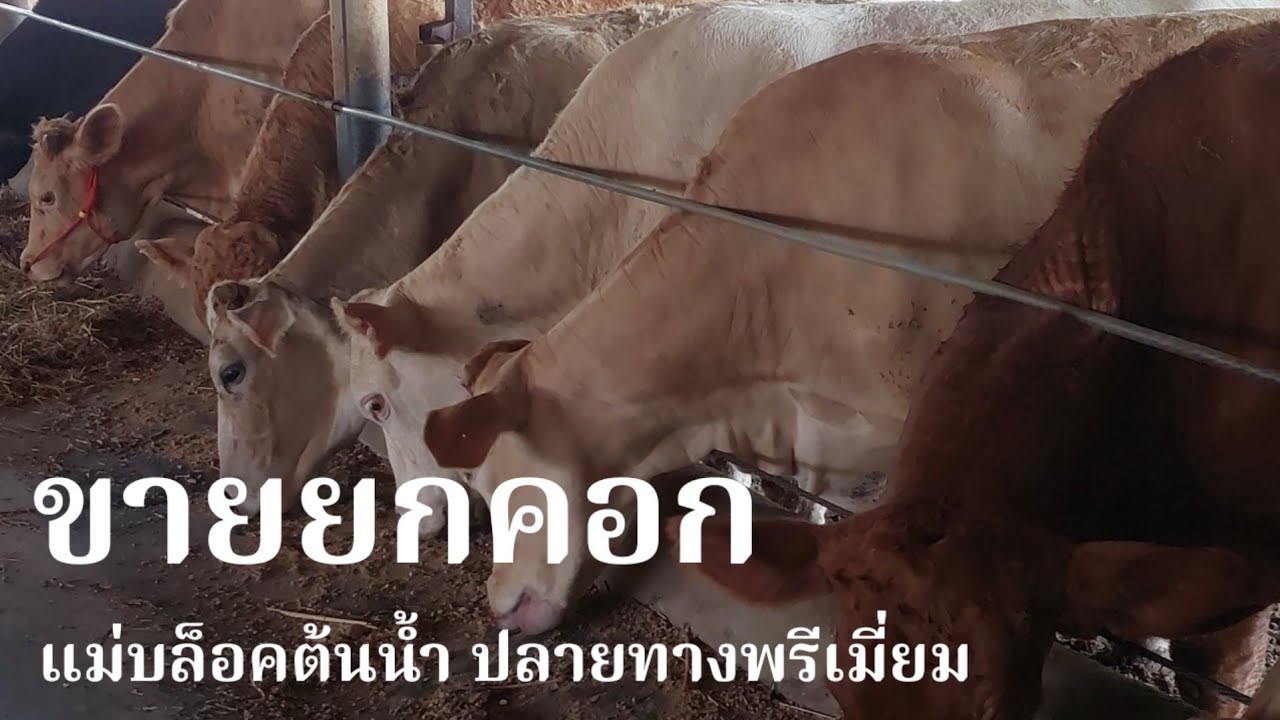 ขายยกคอก แม่บล็อคต้นน้ำ ปลายทางพรีเมี่ยม#พูดจาภาษาวัว 