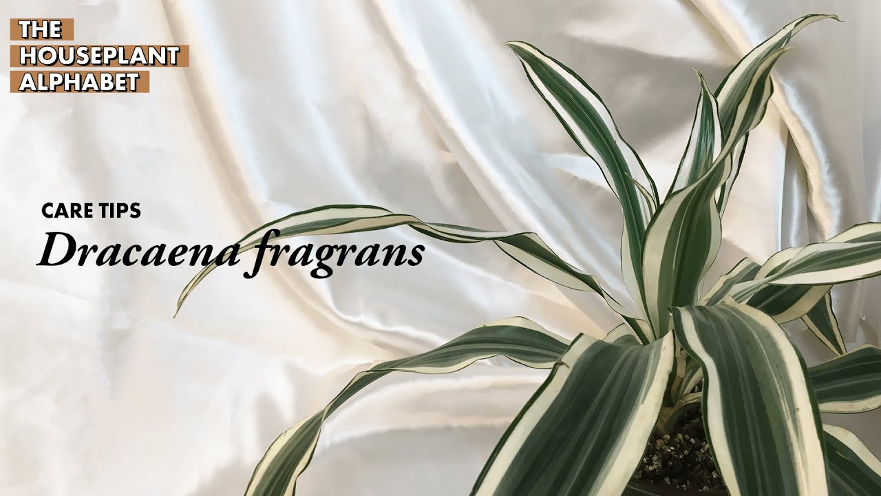 dracaena pflegeleicht Dracaena Compacta – Pflegeleichte Zimmerpflanze für dein Zuhause