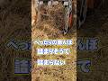 ベッタリ倒伏 詰まりそうで詰まらない #稲刈り#コシヒカリ#Kubota#DR472