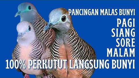 Perkutut Lokal Suara Gacor Untuk Pancingan (Hitungan Detik) Dijamin 100% AMPUH Langsung NYAUT