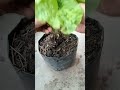panen sawi kriting #gardening #budidayatanaman #caramerawattanaman #petiksayur