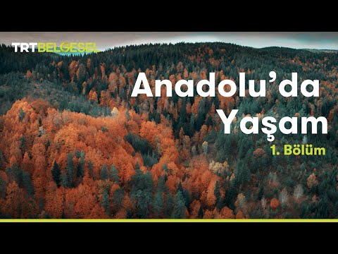 Anadolu'da Yaşam | Orman | TRT Belgesel