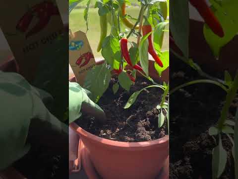 Planting Part 3 | Enjoying today weather 🪴#trending #planting #plants #vegetables