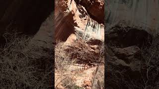 Amazing lower emerald pool | Zion National Park