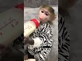 اكسبلور شفا Monkey Animals قرد ناستيا