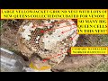 SUPER DEFENSIVE WASP NEST DUG OUT OF THE GROUND! YELLOWJACKETS COLLECTED FOR VENOM IMMUNOTHERAPY!