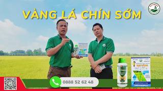 Tập 16 Hỏi Xoáy - Đáp Hay Cùng Acomax Vàng Lá Chín Sớm Chuyện Nhỏ