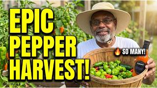 🔥 EPIC HOT PEPPER HARVEST! 🌶️ My Garden is LOADED With Peppers!