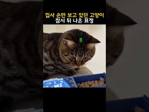 집사 손만 보고 있던 고양이 잠시 뒤 나온 표정 thumbnail