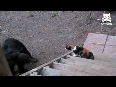 Fearless cat shows bear who's boss