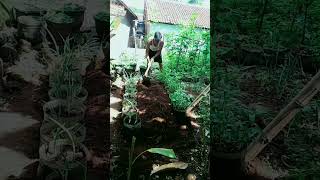 kalo punya sisa nasi basi atau limbah dapur jangan di buang