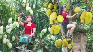 Full Video 38 Days Harvesting Jack Fruit Mango Fruit Sweet Potato Go To Market Sell