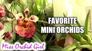 My favorite Mini Orchids