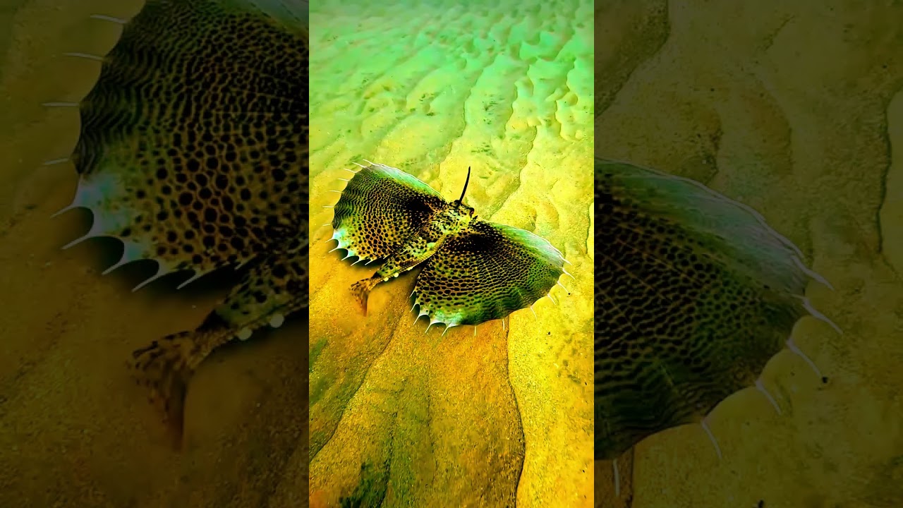 Flying Gurnards: Nature's Surprises. 