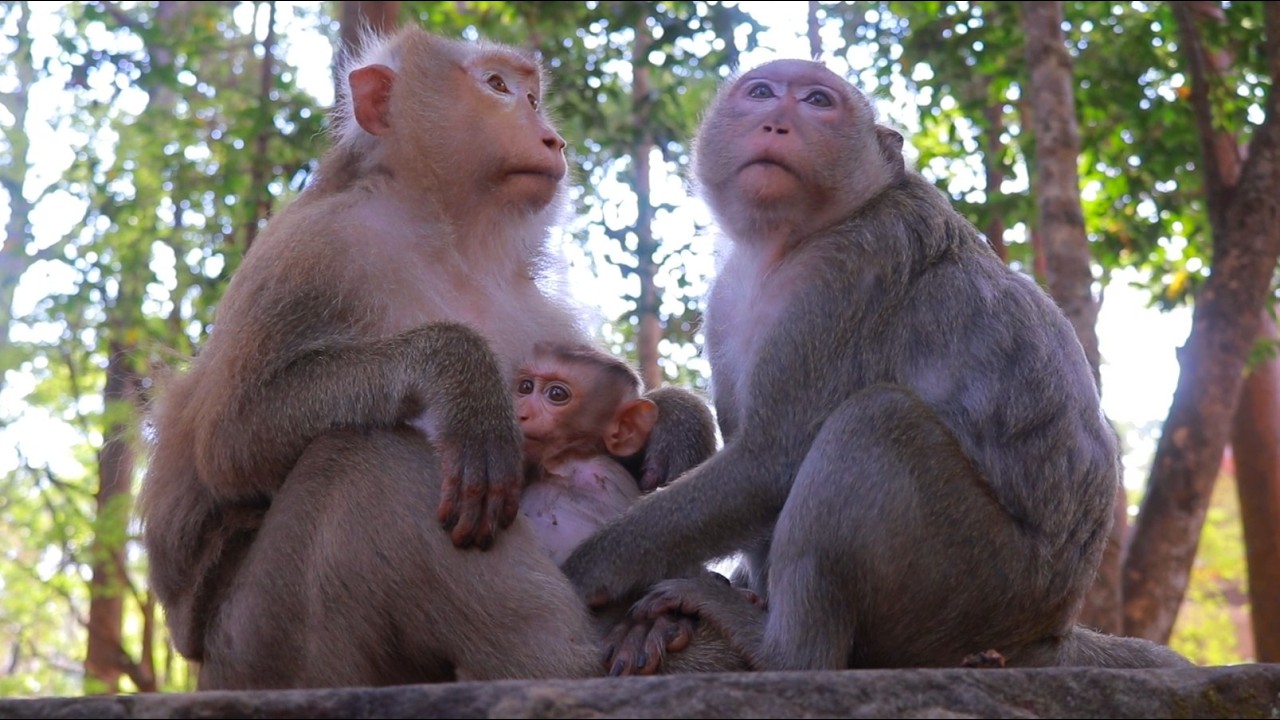 Lovely Astra Grooming Rose And Playing With Rina