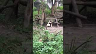 panda base 2
