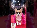 @doggy# shot# viral