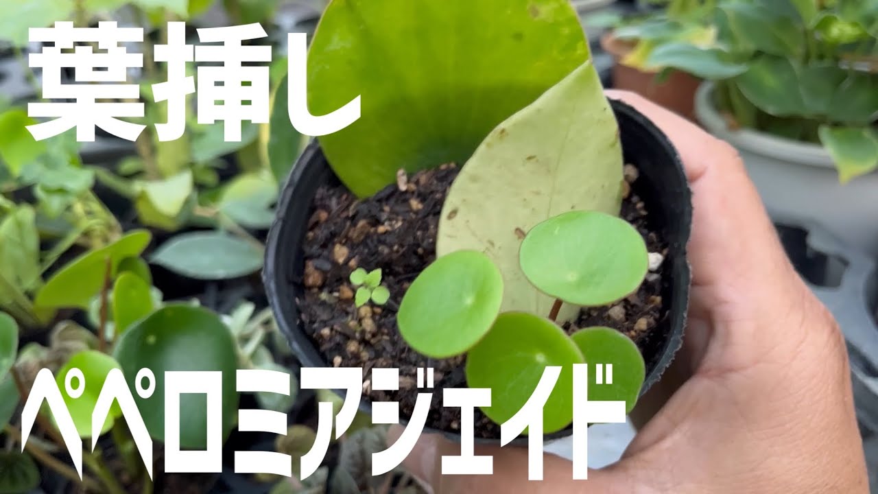 ペペロミア増やし方