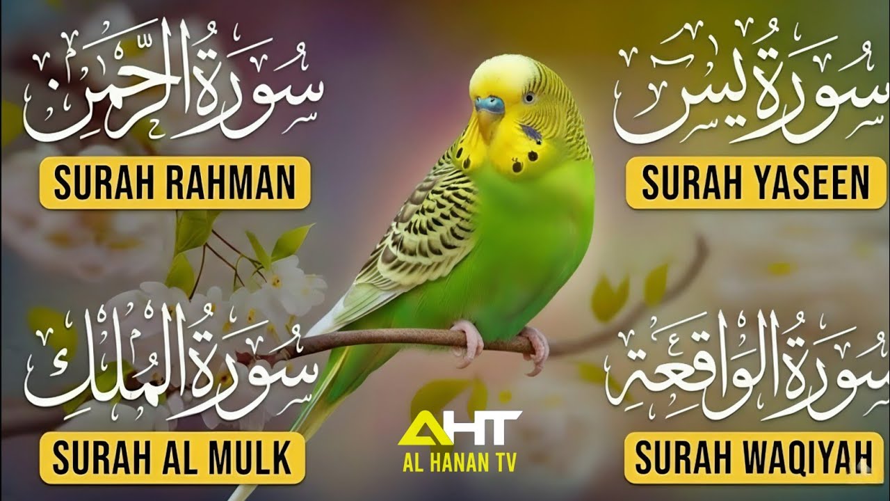Soulful Surah Yaseen (Yasin) - Surah Rahman - Surah Waqiah - Surah Mulk