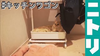【猫ver.】ニトリのキッチンワゴンの使い方