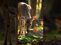 Deer parents save his baby #wildlife #nature #deer #motherandbaby #forest #naturelovers #shorts