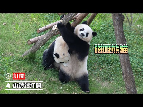 《熊貓早晚安》難以抗拒的“熊友引力” | iPanda熊貓頻道