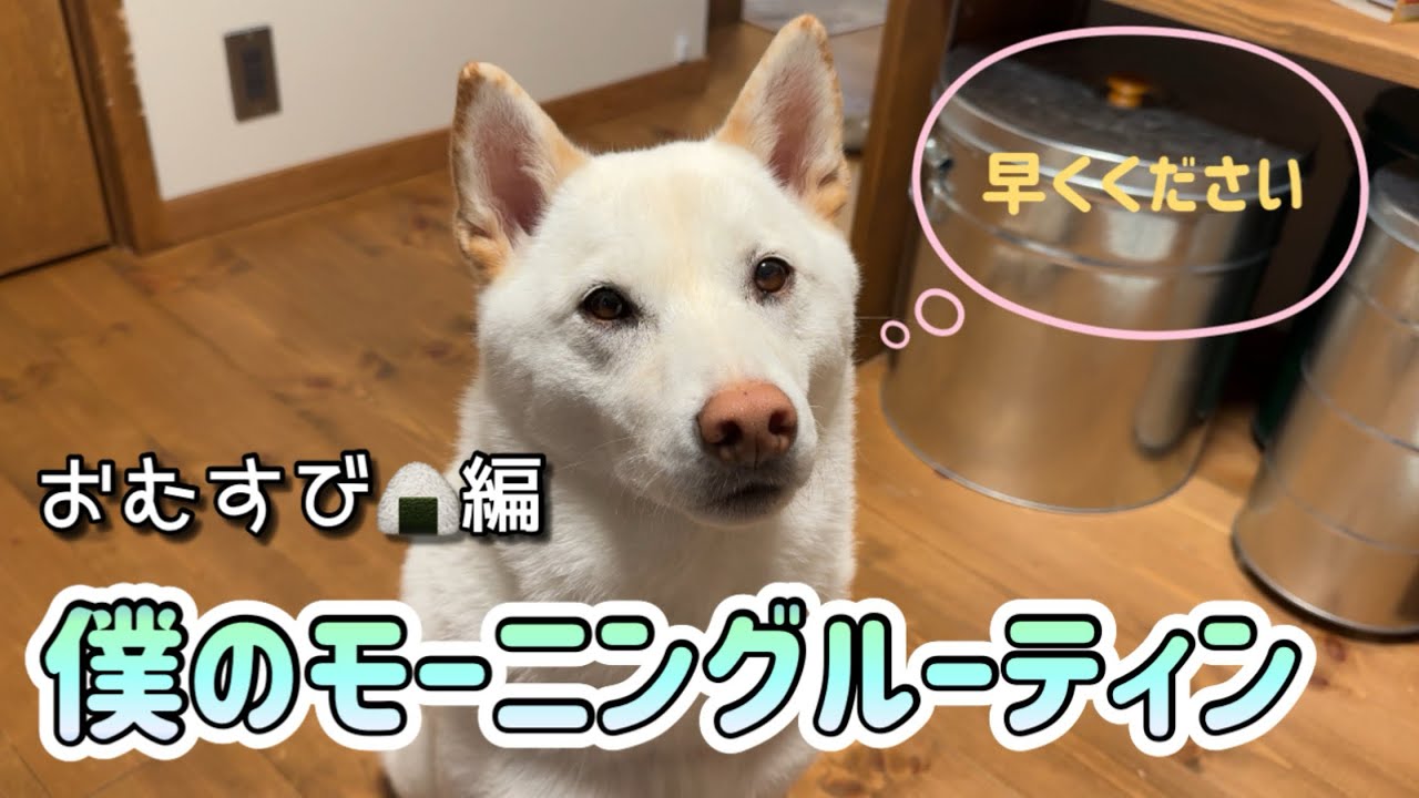 朝からおむすびを堪能する、真っ白な柴犬の休日