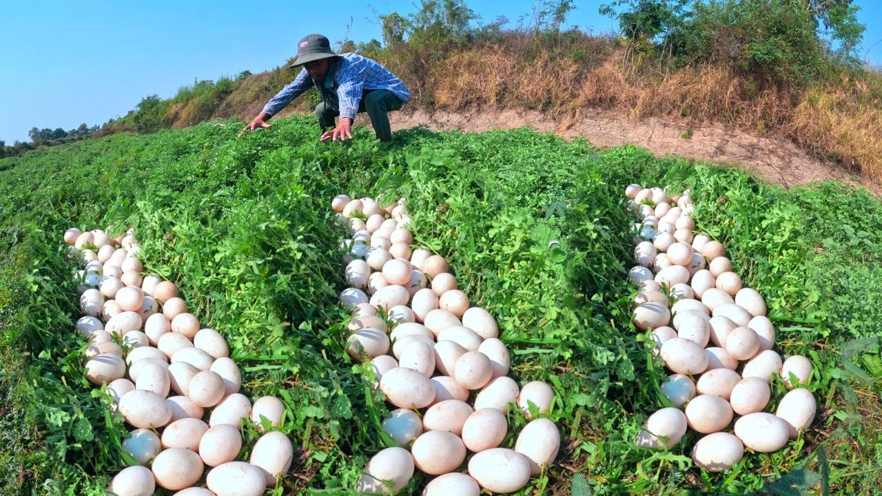wow amazing farmer skills, pick duck eggs in rice field after the rain by hand