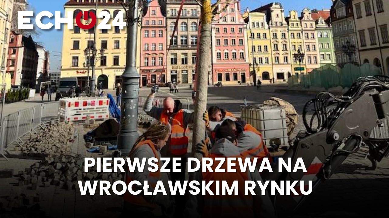 Pierwsze drzewa na wrocławskim Rynku