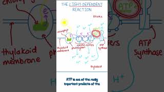 Light Dependent Reaction Explained | A-level Biology Photosynthesis