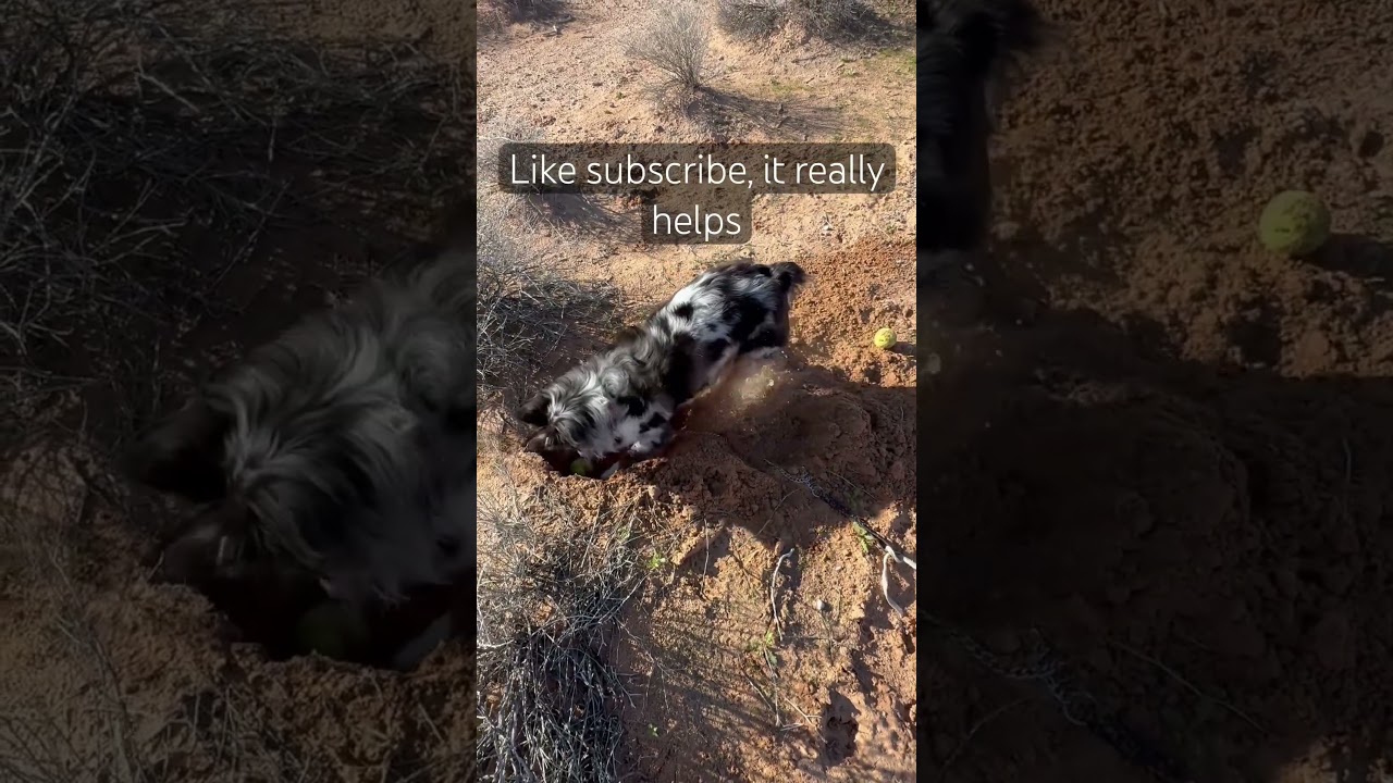 Excavation Mode: Activated 🐾#Short #Shorts #Aussies #Puppy #Dog