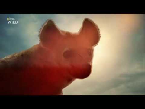 Nat Geo Wild: Африканские охотники 2 сезон 6 серия - Африканские охотники