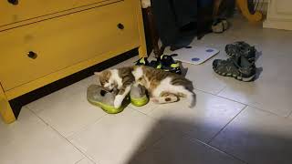 Gatto Feticista Delle Scarpe..