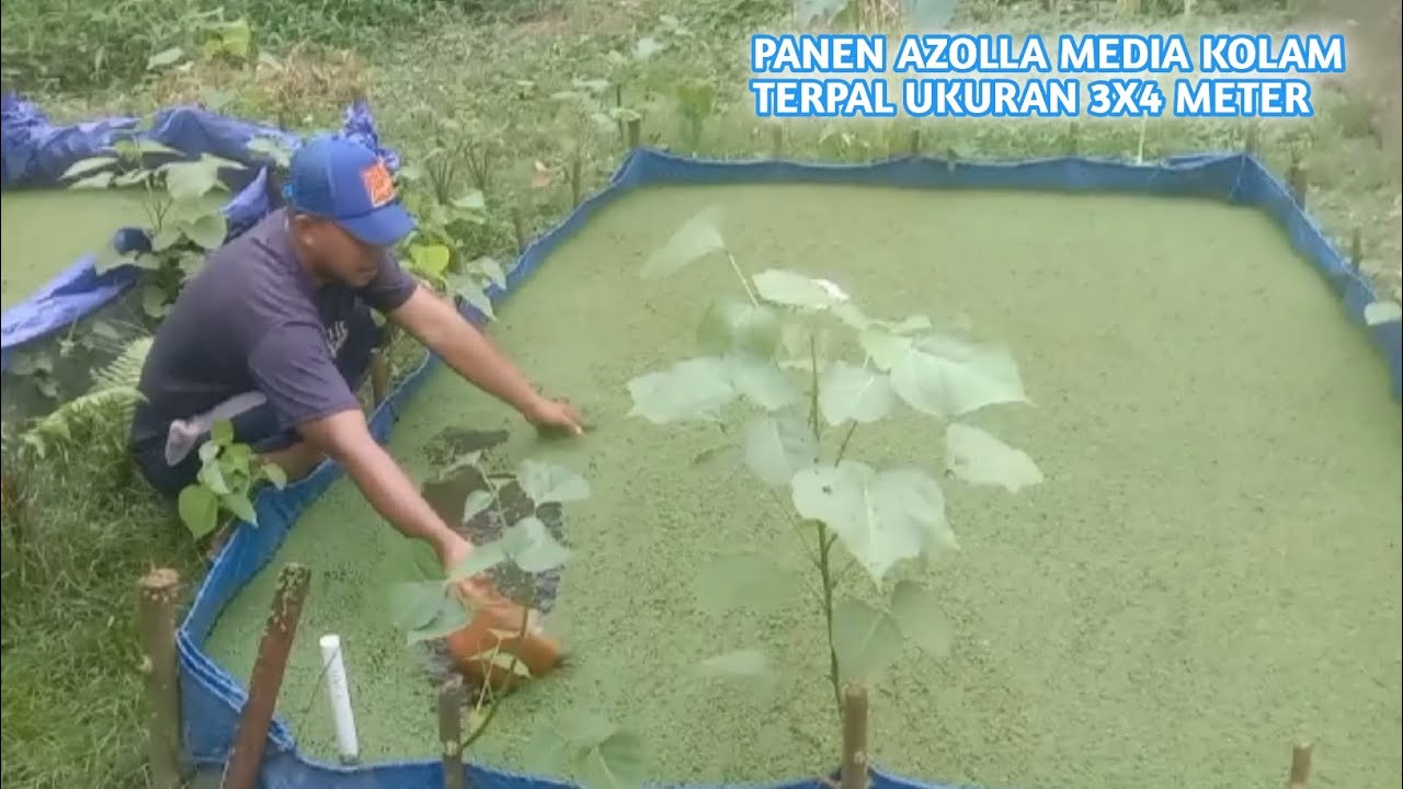 Panen Azolla Media Kolam 3x4 Meter