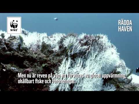 Video: Stilla Havet: Några Grundläggande Fakta
